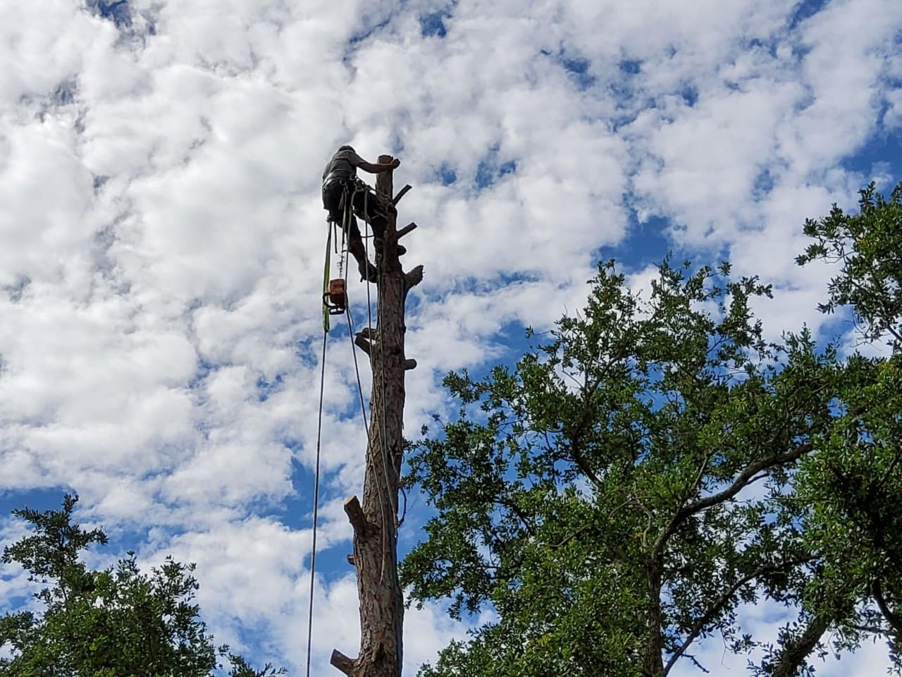 ABC Services LLC Tree Service in Navarre Florida