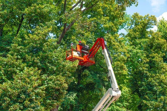 Affordable Tree Service and Landscape Company Tree Service in Fort Walton Beach Florida