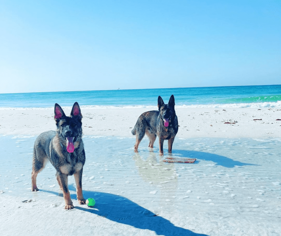 BTS K9 Dog Training and Boarding Dog Trainer in Fort Walton Beach Florida