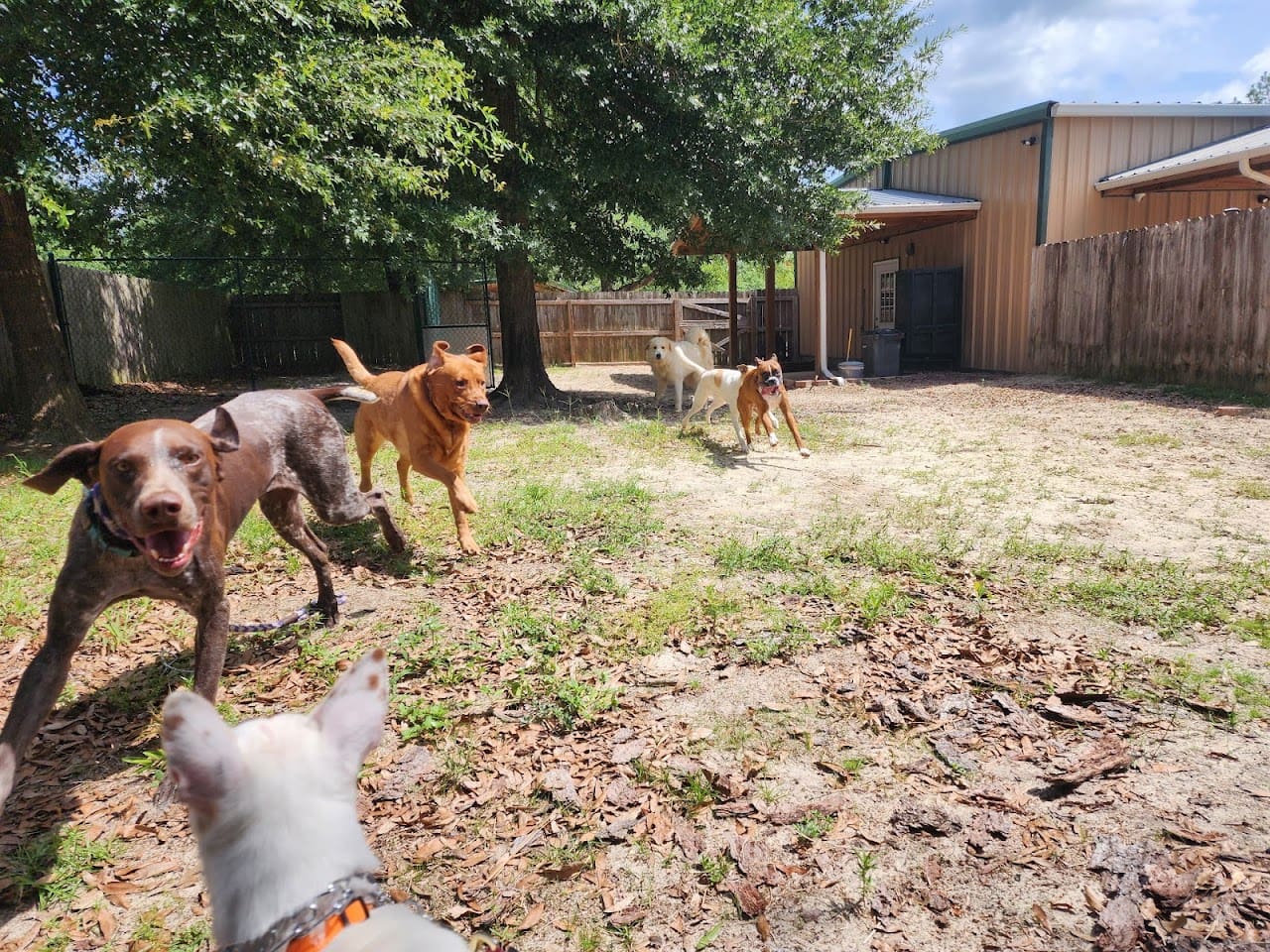 Best Pals Pet Resort Pet Boarding Service in Defuniak Springs Florida