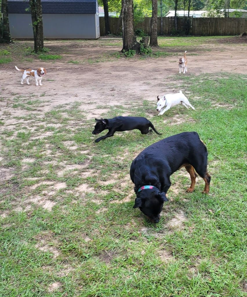 Bone Bangles Dog Boarding LLC Dog Day Care Center in Milton Florida