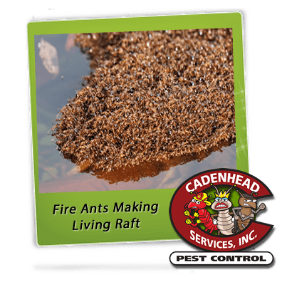 Cadenhead Services Pest Control Pest Control Service in Crestview Florida