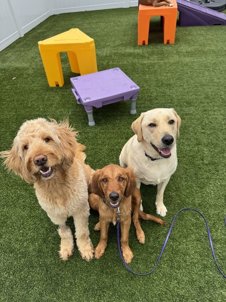 Central Bark Fort Walton Beach Dog Day Care Center in Fort Walton Beach Florida