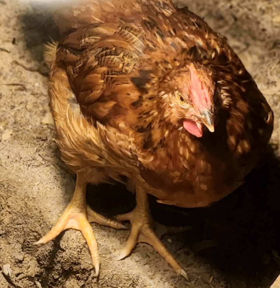 Cock A Doodle Doo Ranch Farm in Ponce De Leon Florida