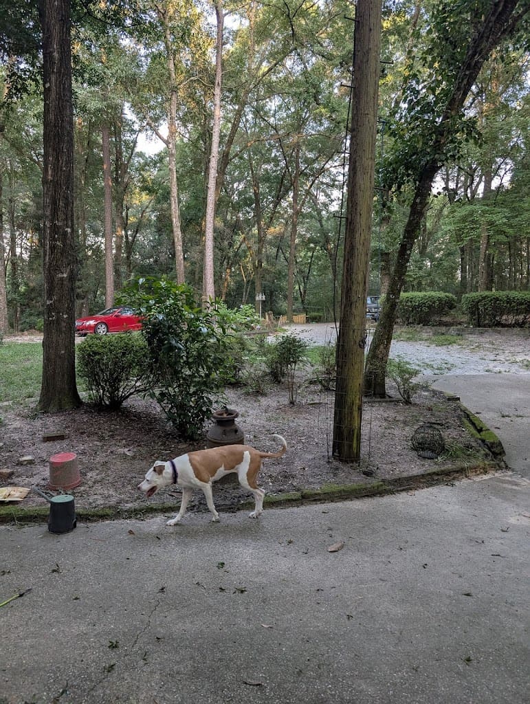 Country acres boarding daycare and walking Dog Day Care Center in Crestview Florida