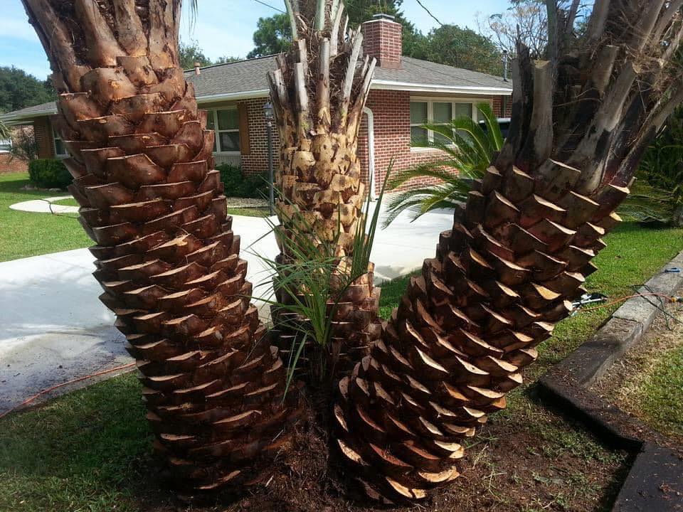 Custom Palms Tree Service in Pensacola Florida