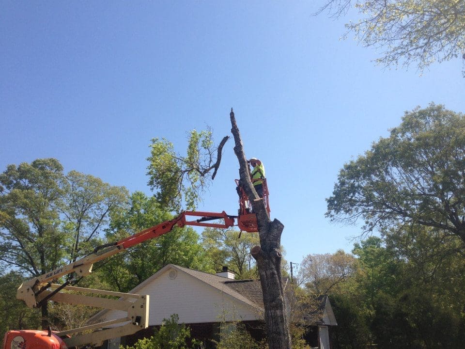 DN Bobcat Services Tree Service in Navarre Florida