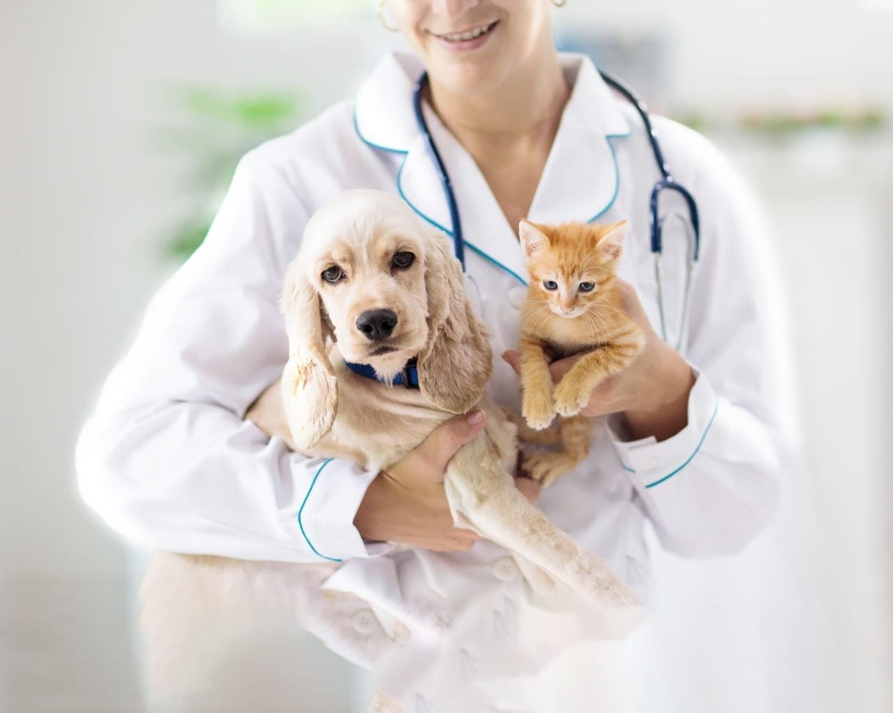 Davis Animal Hospital Pensacola Animal Hospital in Pensacola Florida