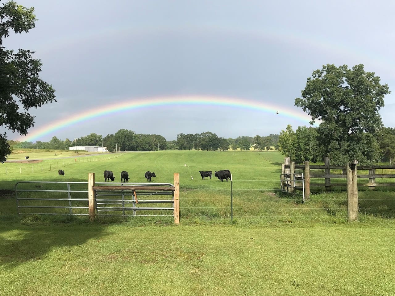 EC Cattle Ranch Cattle Farm in Baker Florida