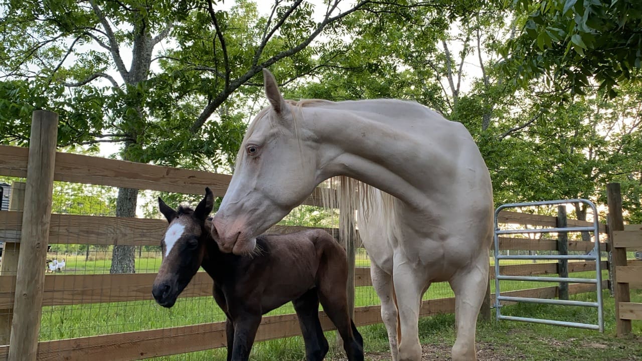 Family Orchards Farm Event Venue in Molino Florida