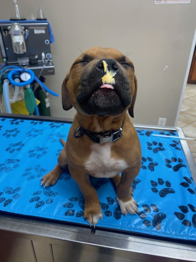 Ferry Pass Animal Hospital LLC Veterinarian in Pensacola Florida