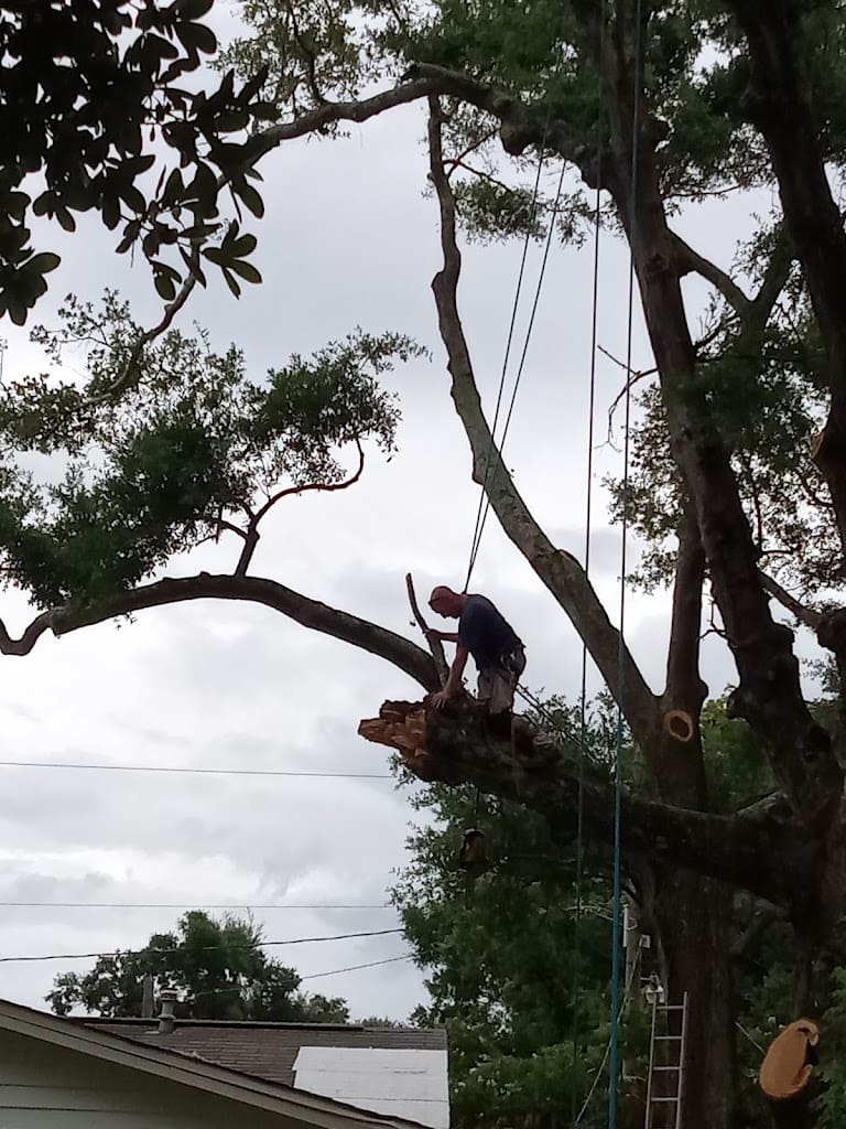 Fitzsimmons Tree Service Tree Service in Pensacola Florida