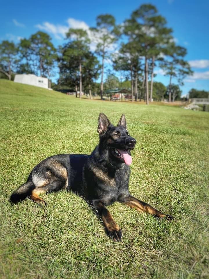 Frequency Canine Dog Training Dog Trainer in Pensacola Florida