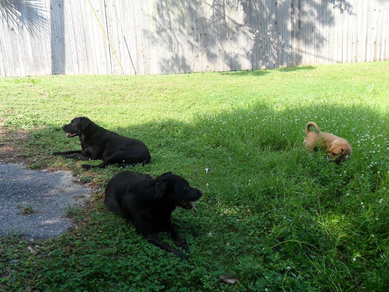 Heathers Hugs N Kisses Pet Sitting Service Pet Sitter in Fort Walton Beach Florida