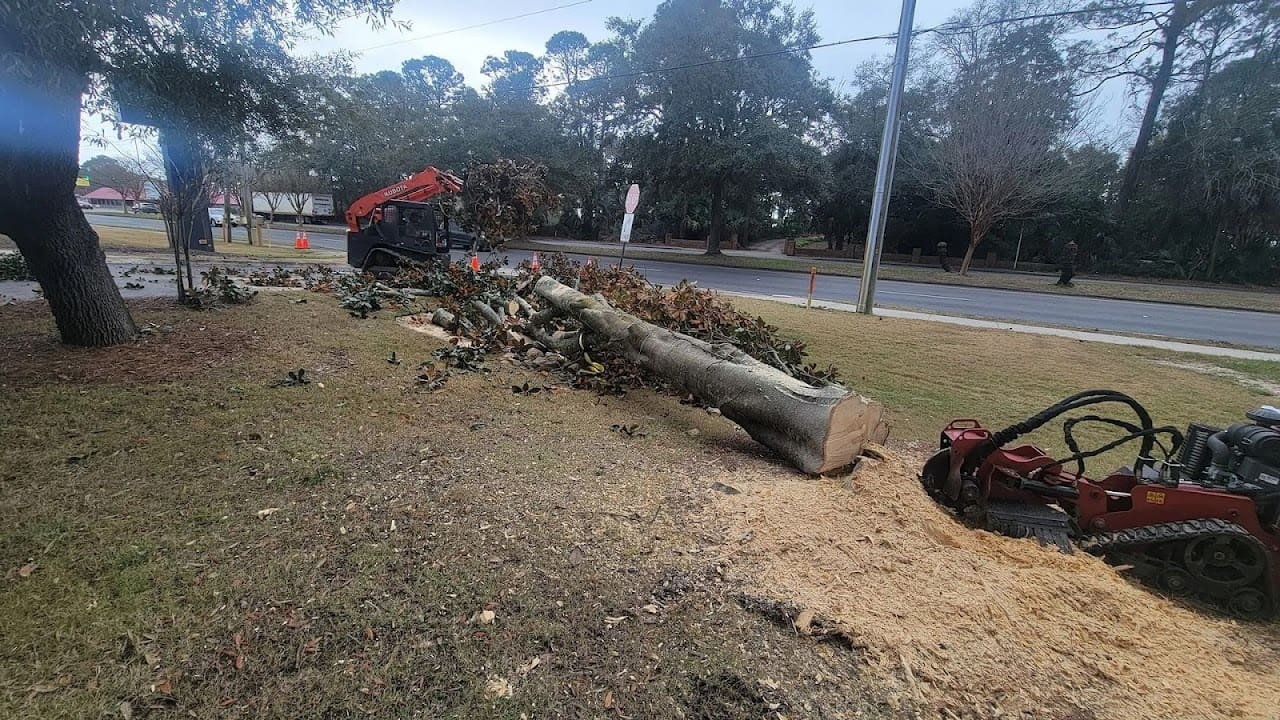 JW Palm Tree Services LLC Tree Service in Pensacola Florida