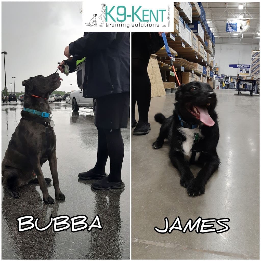 K9 KENT training solutions LLC Dog Trainer in Pensacola Florida