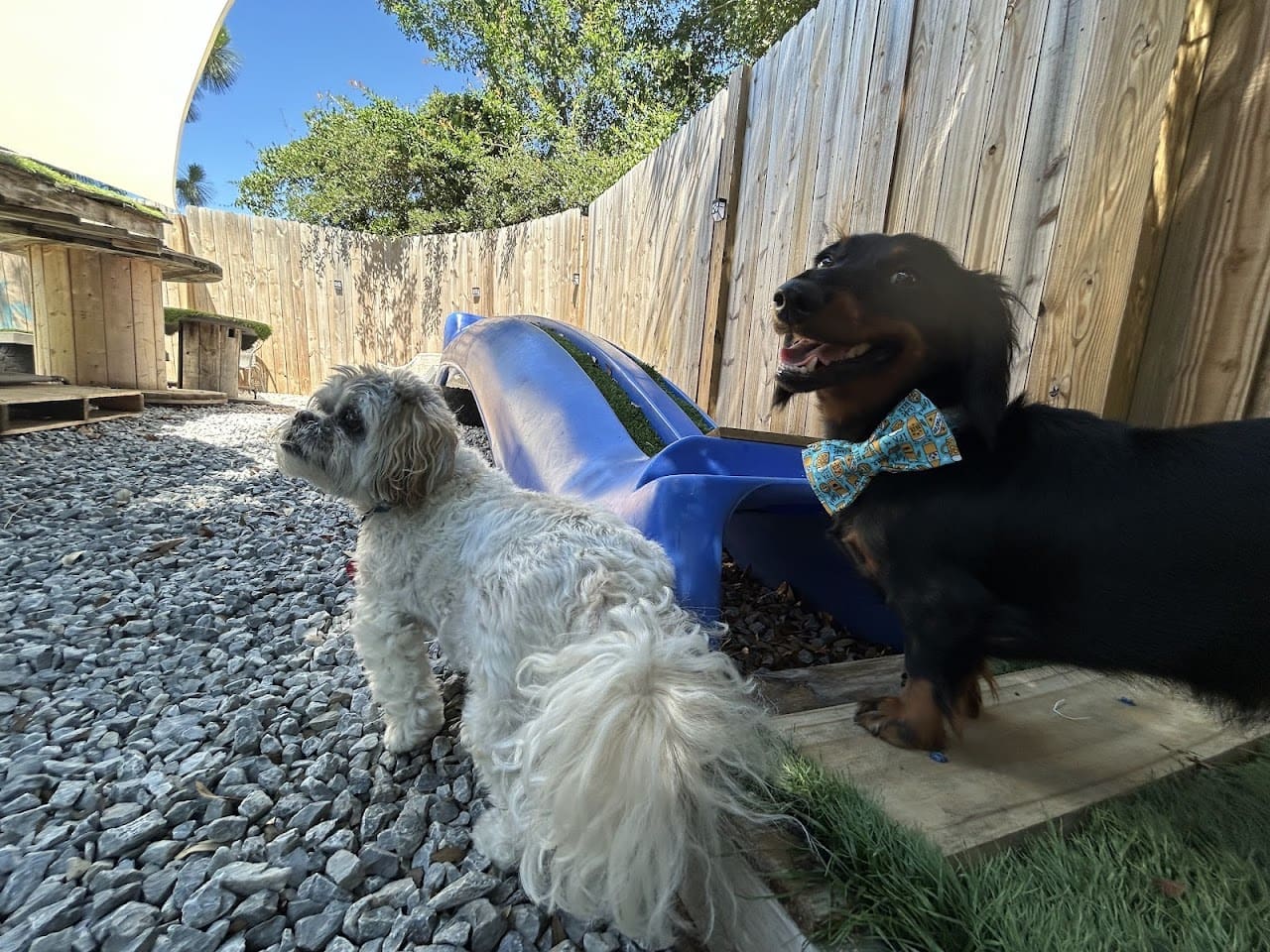 K9to5ish LLC Dog Day Care Center in Gulf Breeze Florida