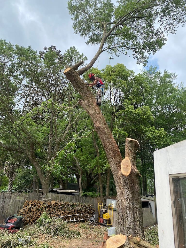 Lance Acord The Tree Surgeon LLC Tree Service in Pensacola Florida