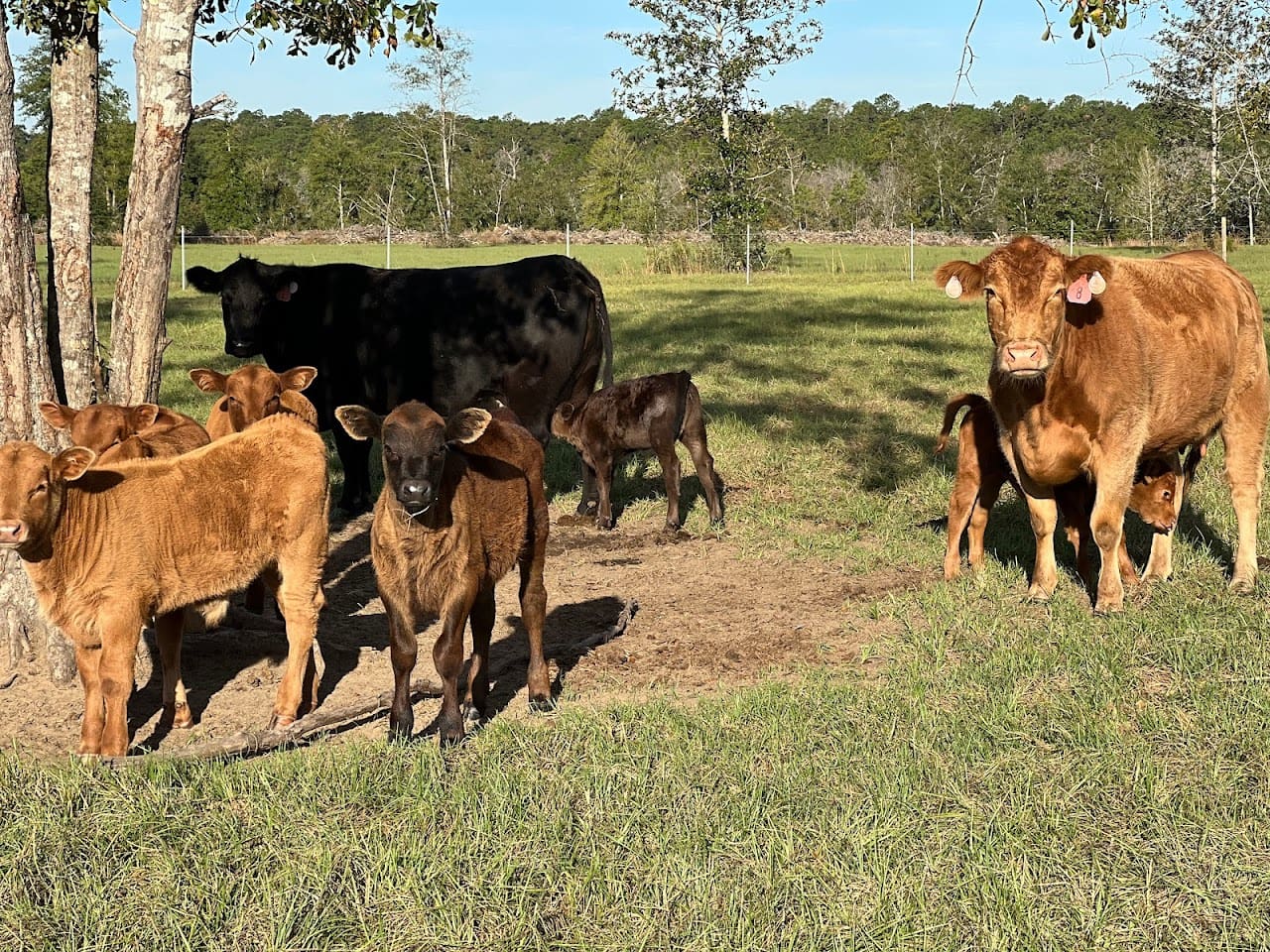 Laney Farms LLC I Angus Beef Pork Farm in Molino Florida