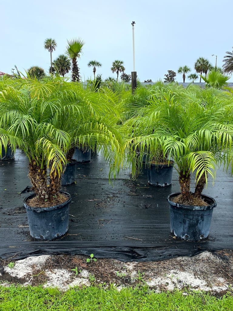 Lisenby Palms Inc Landscaper in Panama City Beach Florida