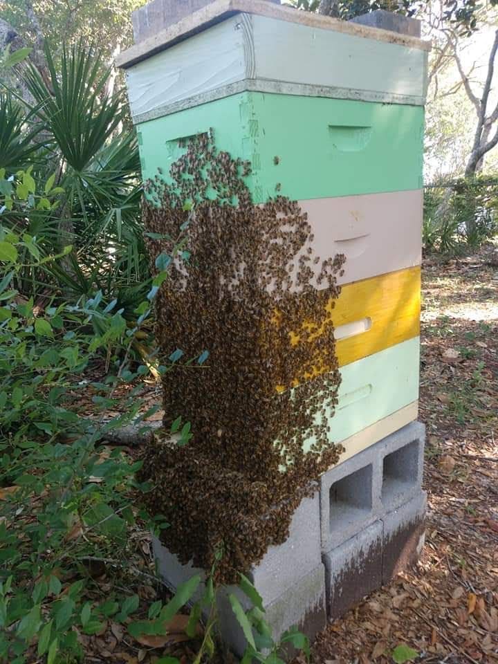 Local Destin Honey Honey Farm in Destin Florida