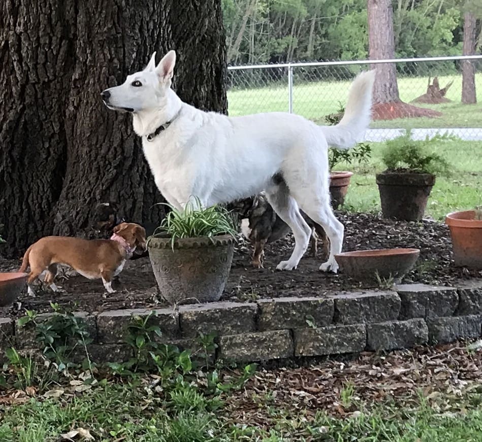 Luvn Arms LLC Pet Boarding Service in Pensacola Florida