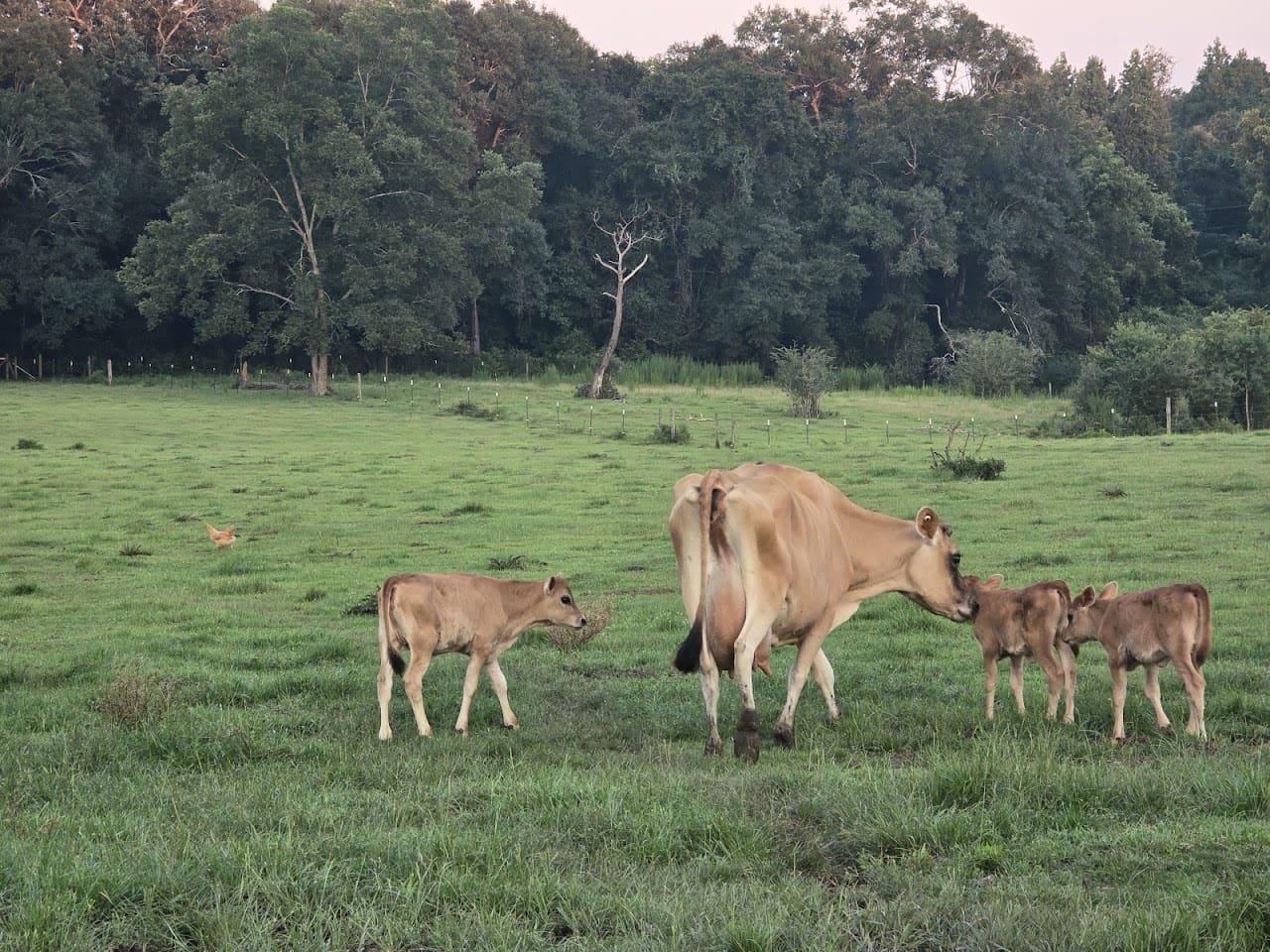 McFadyen Manor Homestead LLC Farm in Milton Florida