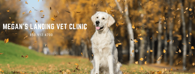 Megans Landing Veterinary Clinic Veterinarian in Pensacola Florida