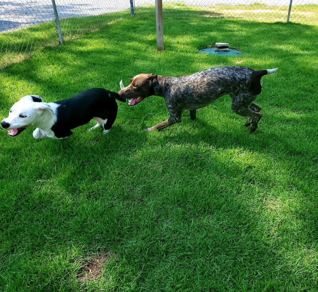 Miss Pearls Bed Biscuit Pet Boarding Service in Pensacola Florida