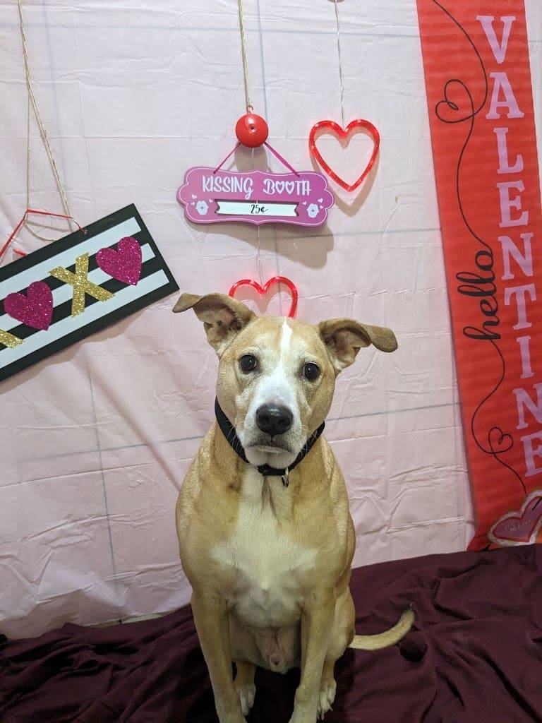 My Happy Place Doggy Daycare and Pet Boarding Inc Dog Day Care Center in Mary Esther Florida