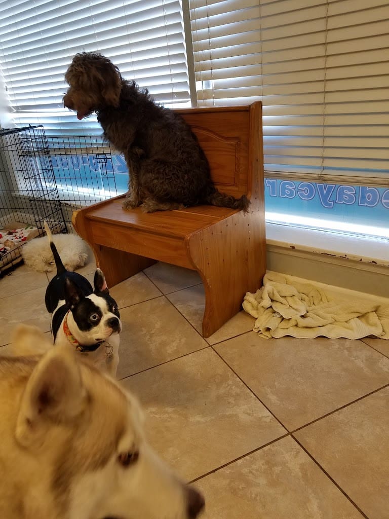 Noahs Barks and Purrs Pet Groomer in Fort Walton Beach Florida