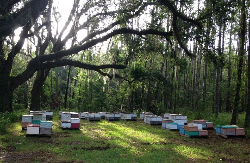 Old Oak Bee Yard Pure Raw Honey Bee removal Rescue Honey Farm in Lynn Haven Florida