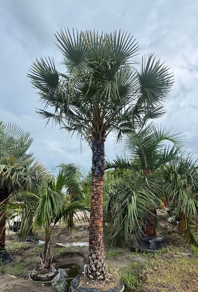 Palm Brothers Landscaping Nursery Landscaper in Panama City Florida