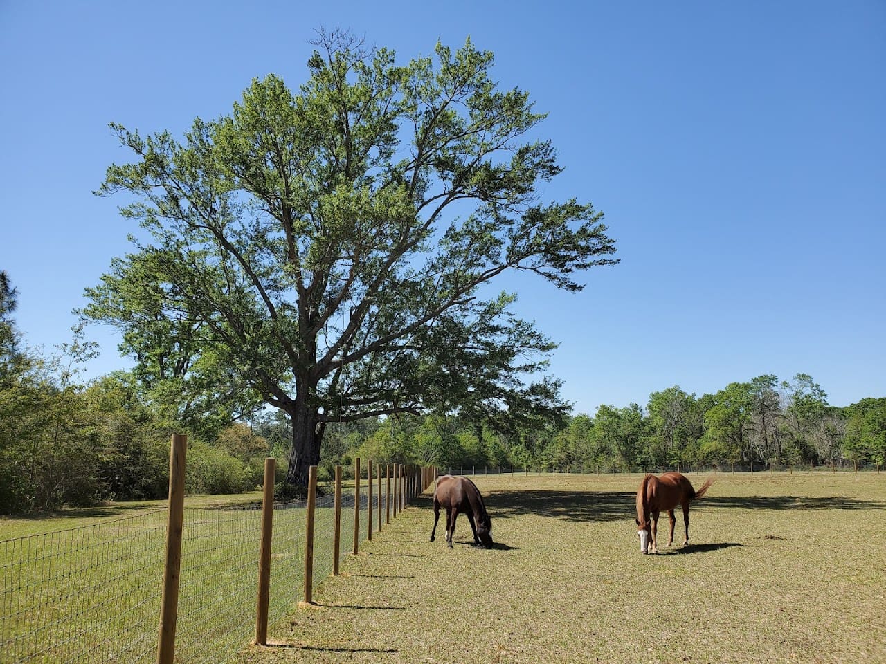 Panzik Acres LLC Farm in Molino Florida