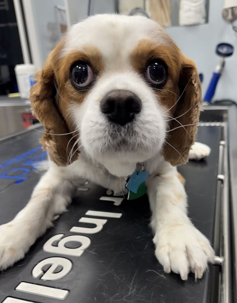 Paws In Paradise Animal Hospital Veterinarian in Inlet Beach Florida