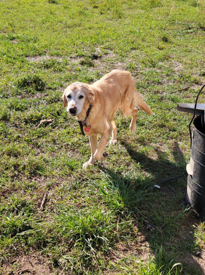 Paws N Claws Pet Services Pet Sitter in Milton Florida