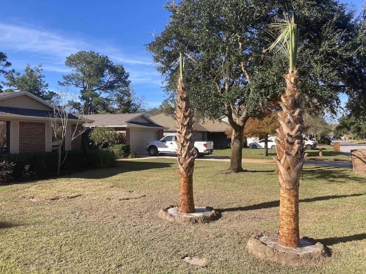 Pensacola Palm Trees Landscaper in Pensacola Florida