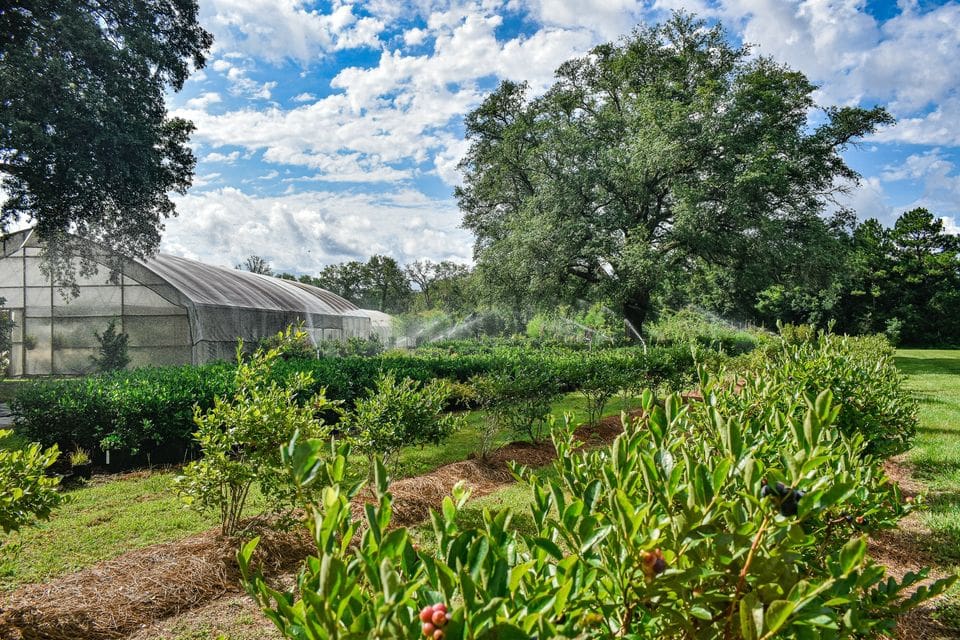 Pinelands Tree Farm and Wholesale Wholesale Plant Nursery in Milton Florida