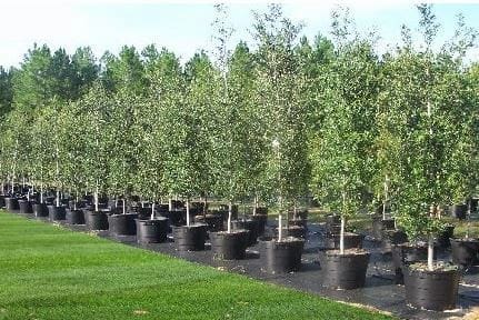 Piney Grove Nursery Landscaping Landscaper in Chipley Florida