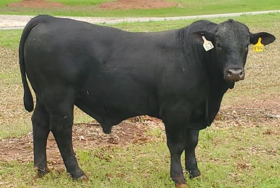 Pitts Farms Grain Fed Beef Westville FL Cattle Farm in Westville Florida