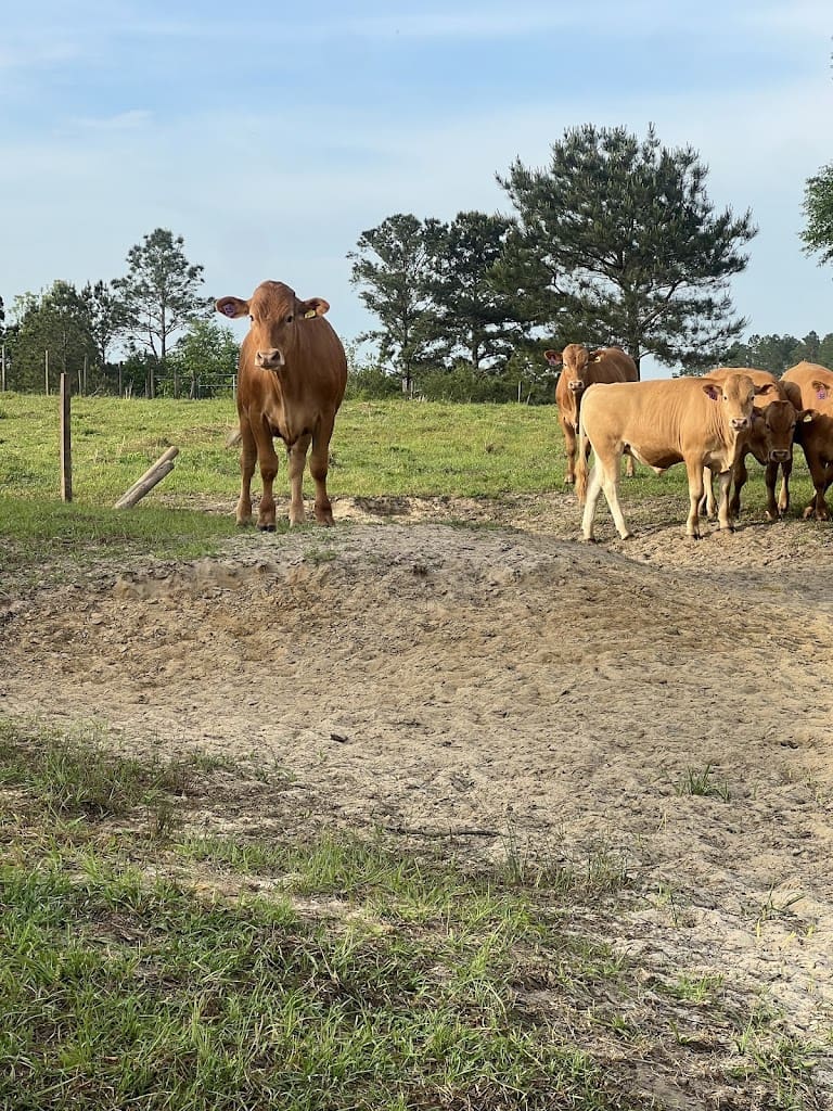 R D Belcher Cattle Cattle Farm in Laurel Hill Florida