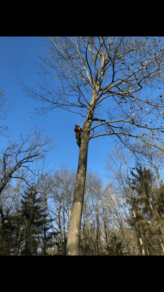 Reeds Tree Service GC LLC Tree Service in Gulf Breeze Florida