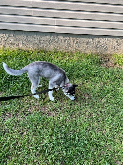 Royal Pet Sitters of Northwest Florida Pet Sitter in Crestview Florida