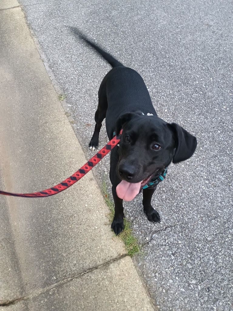 Serenity Pet Care Pet Sitter in McDavid Florida