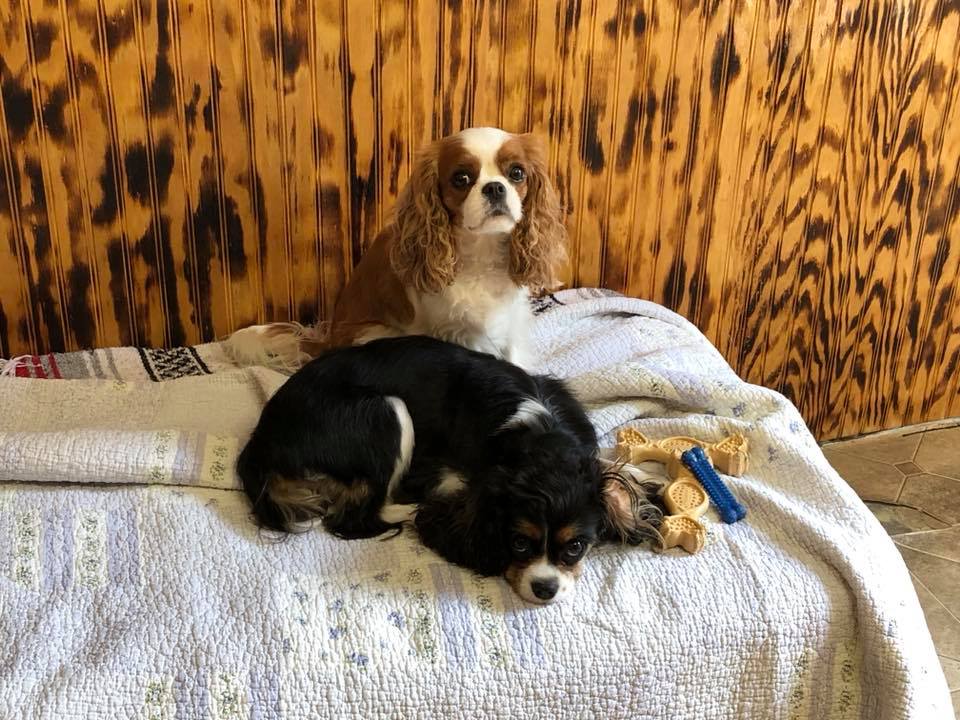 ShamPoochies of Pensacola Pet Groomer in Pensacola Florida