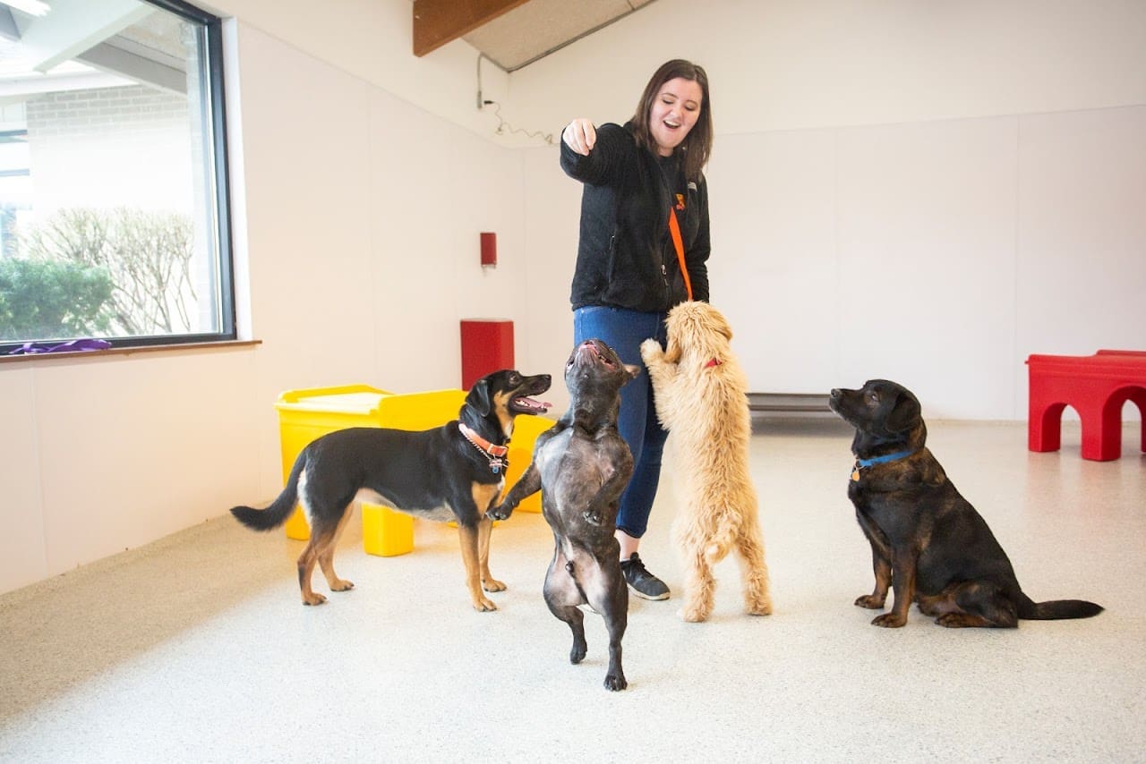 The Dog Stop Gulf Breeze FL Dog Day Care Center in Gulf Breeze Florida