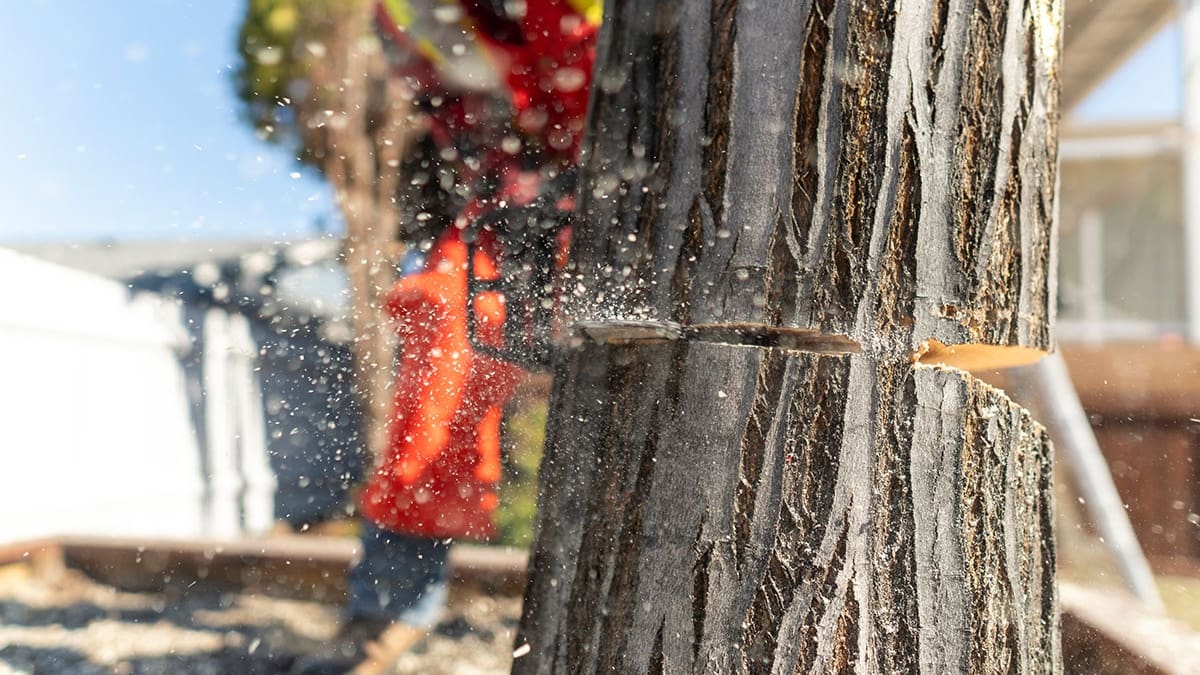 Top Notch Tree Service Tree Service in Cantonment Florida