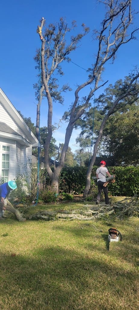 Tree Gnomes Tree Service in Shalimar Florida