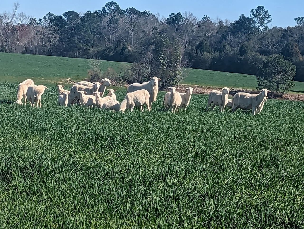 Underwood Farm LLC Cattle Farm in Westville Florida