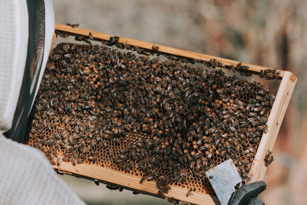 Wild Haven Honey LLC Honey Farm in Cantonment Florida
